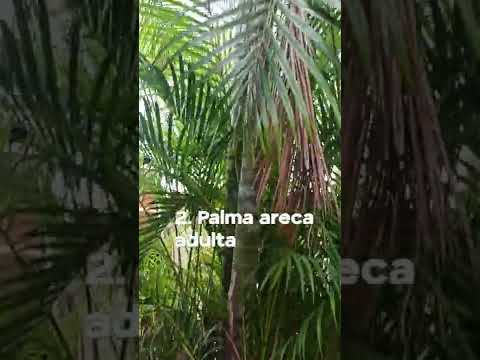 Vídeo: Plantes de palmera d'Areca: com cultivar una planta d'interior de palmera d'areca