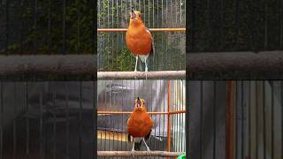 PANCINGAN ANIS MERAH GACOR | 300 #anismerah #anismerahofficial #anismerahgacor #anismerahngeplong