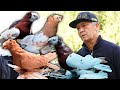 Шамши Сейдуалиев. Двухчубые голуби. Tauben. Pigeons. Palomas. Pombos. 비둘기. کبوترها. الحمائم.