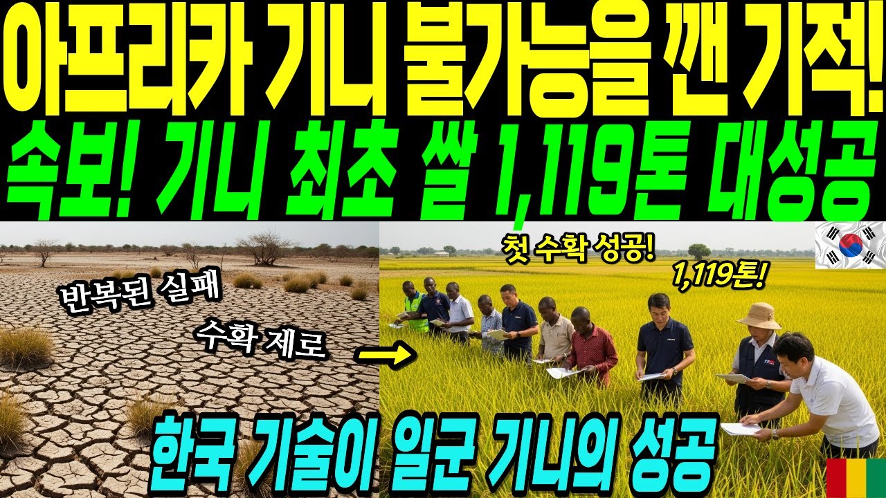 아프리카 사막에서 쌀 1,119톤 수확했다고? 기니 역사를 바꾼 첫 수확 [해외 감동 실화]