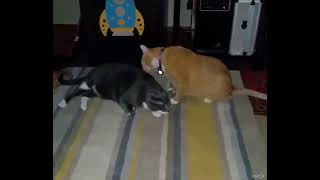 Funniest Animals 😂 Funniest Cats and Dogs April 2024 by Funny Pets 37 views 4 weeks ago 16 seconds