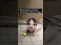 The Moment She Opened Her Eyes… My Heart Melted Forever 💔🐾 | First Look of My Baby Kitten #shorts