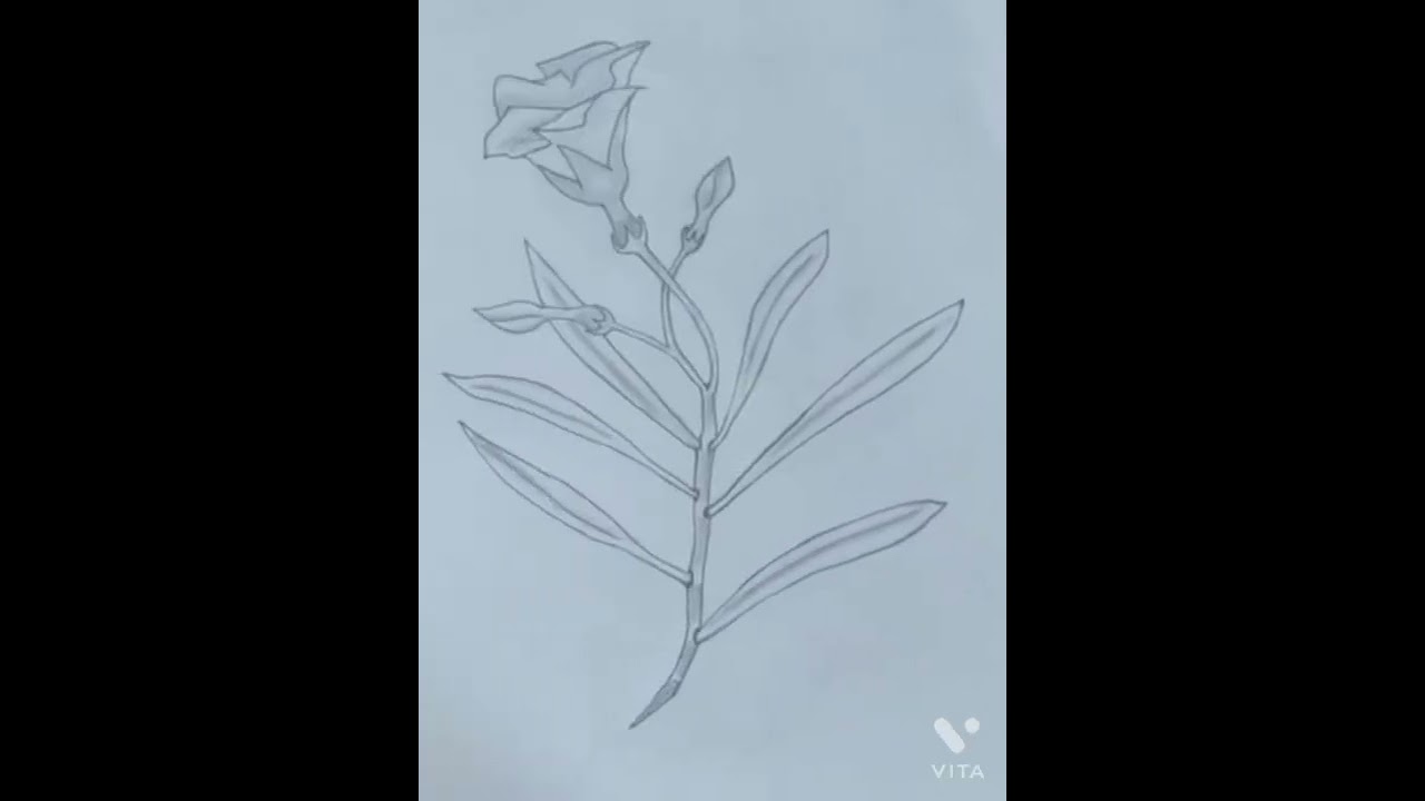 nerium oleander /sketch/