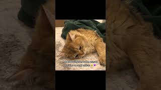 I love her sm🥹💜 #cat #kitten #catmemes #kittenmemes #funnycats #funnykittens