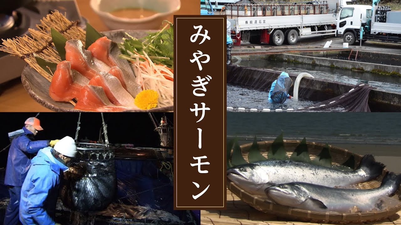 みやぎサーモン 産品紹介 地理的表示産品情報発信サイト