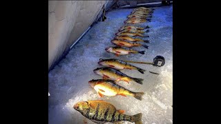 Lake Simcoe Jumbo Perch Beatdown