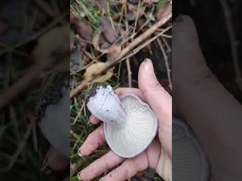 Синеножки, рядовки лиловоногие: не могу налюбоваться 💔 Lepista saeva #mushroom