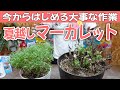 【春まで咲かないなんてもったいない】夏越しマーガレットその後の大事な作業!