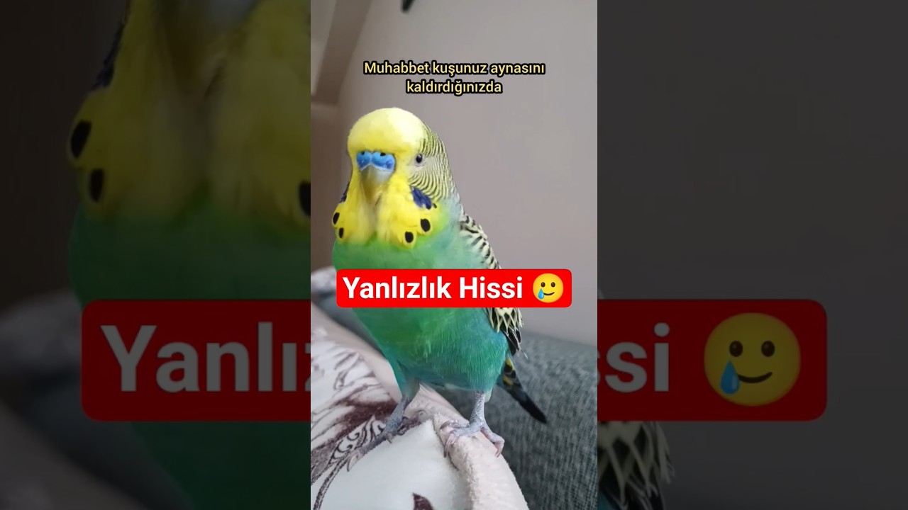 Ayna Kaldırıldığında Neden Ağlar Gibi Öter? 😢🐦 #muhabbetkuşu #birdsong #budgies #talkingparot #birds