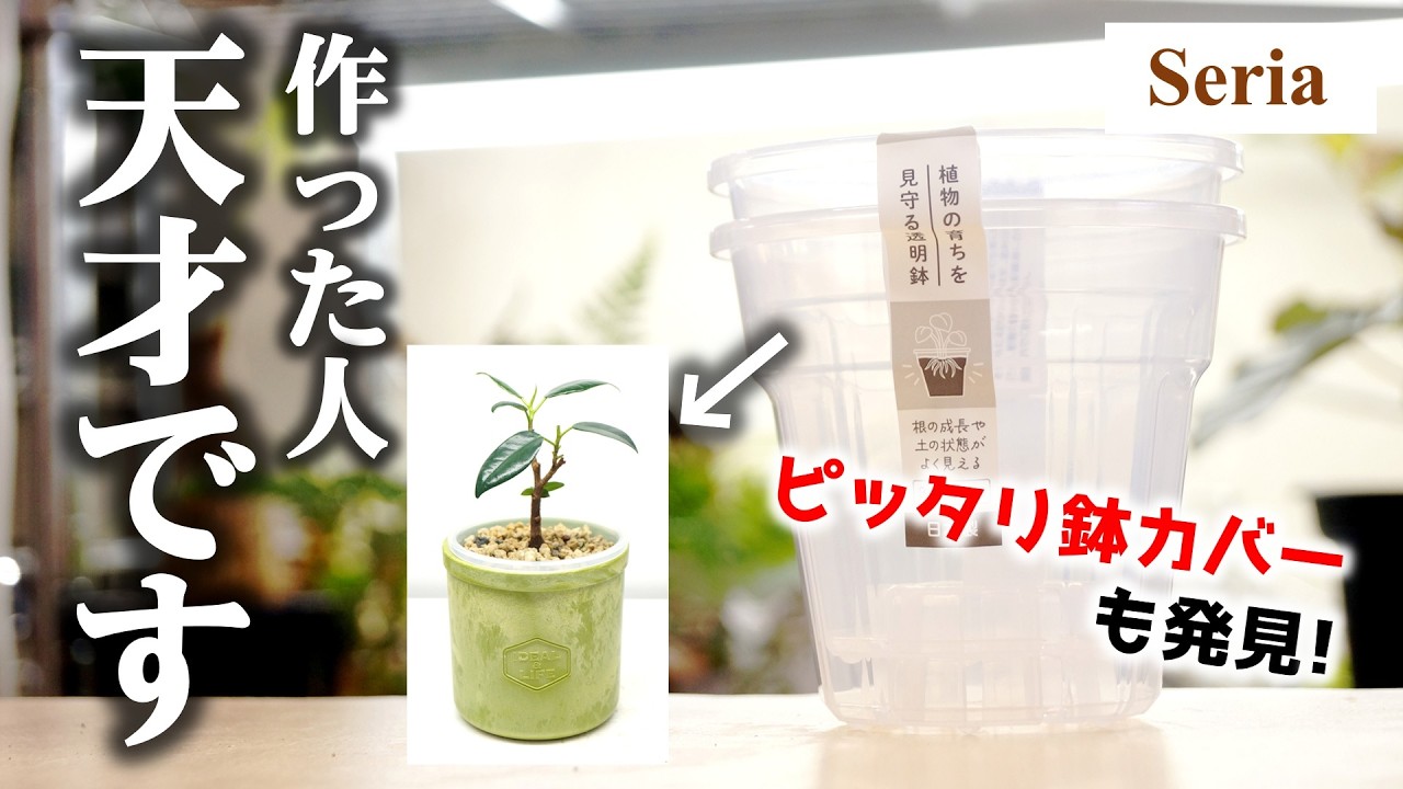 100均が園芸店超え…？今度は”日本製”の神透明鉢が最強コスパで降臨 