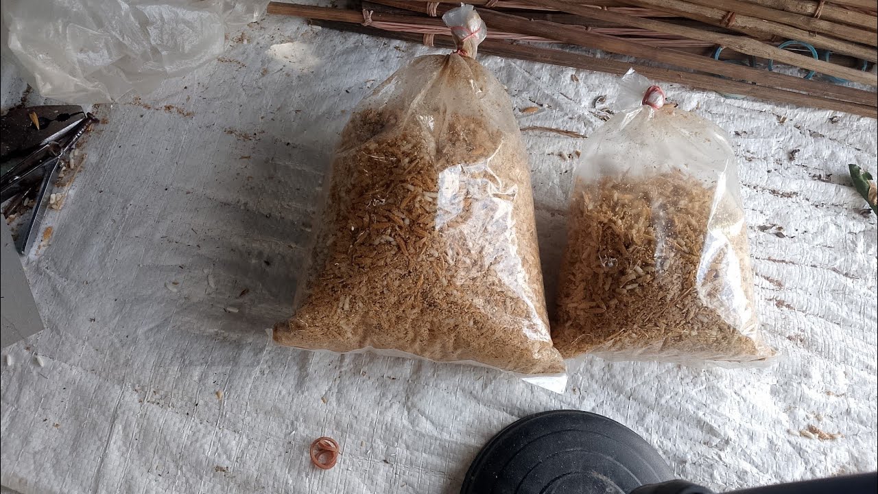 เหยื่อดักหนูทีดีที่สุดอันดับ1 เหยื่ออ่อยดักหนูสําหรับหน้าแล้ง มัเท่าไหร่เข้าหมด