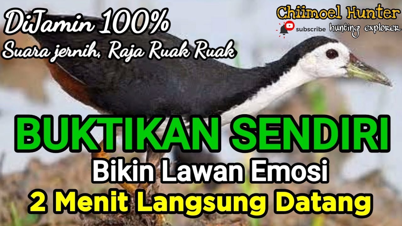 Suara Pikat Ruak Ruak ||Ter Uji Sangat Ampuh 100%|| Super Ganas bikin lawan emosi