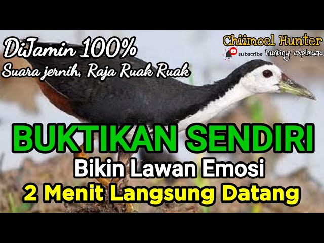 Suara Pikat Ruak Ruak ||Ter Uji Sangat Ampuh 100%|| Super Ganas bikin lawan emosi class=