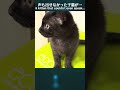衰弱して声も出せなかった子猫がある日「おはよー」ってしゃべるようになった！　黒猫なづきショート