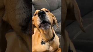 This dog had an incredible reaction to the TV