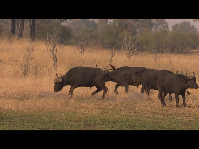 Buffalo Hunting In The Caprivi class=