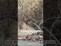 Black Phoebe at South Carlsbad State Beach. Visit thebirdinggame.com to bird virtually!