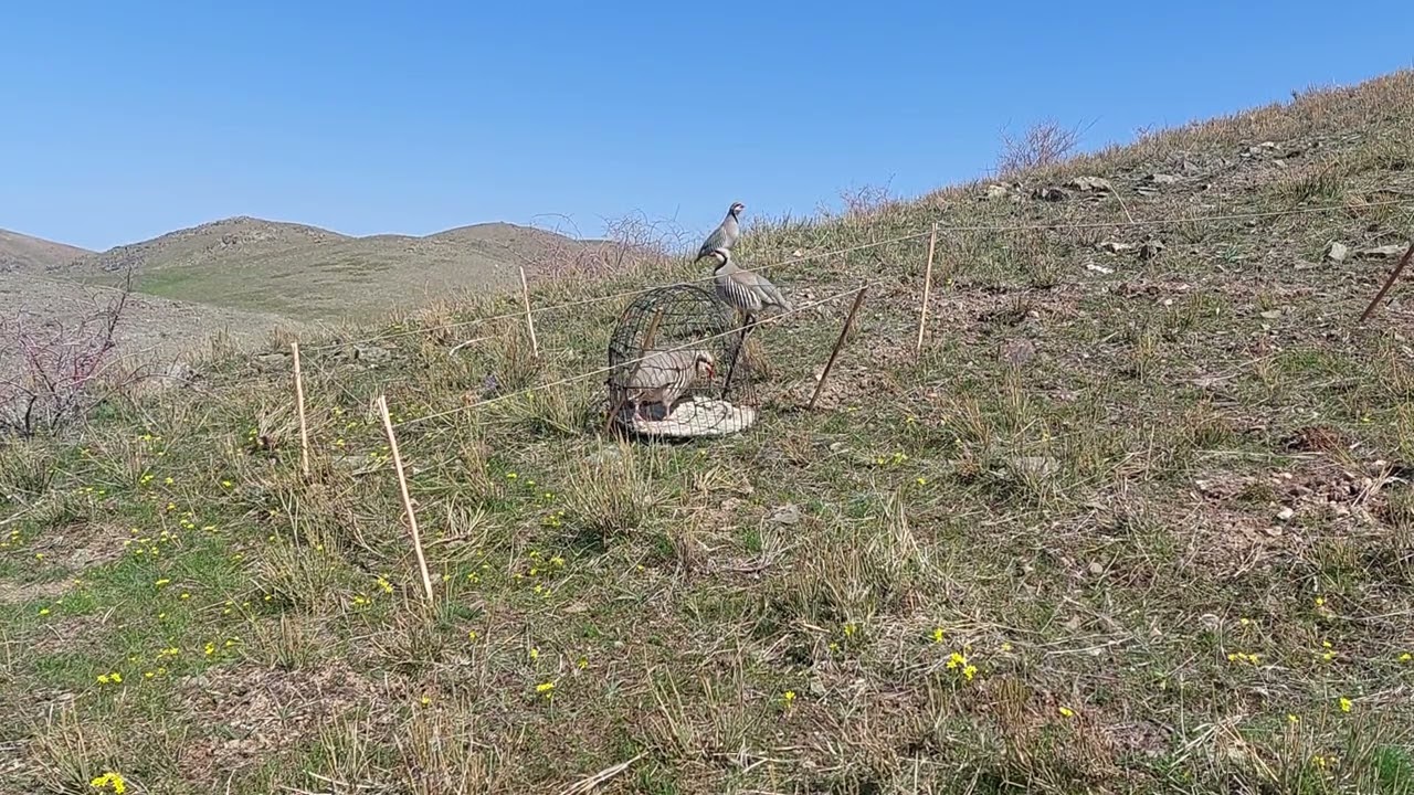 шикори чемпион каратов 5 0 4 2024