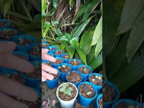 Vídeo: Propagació de llavors de calèndula: aprèn a propagar plantes de calèndula