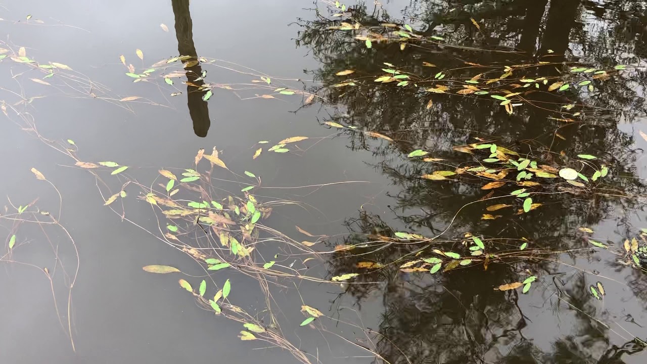 Oil City Park Caddo Lake 2 YouTube