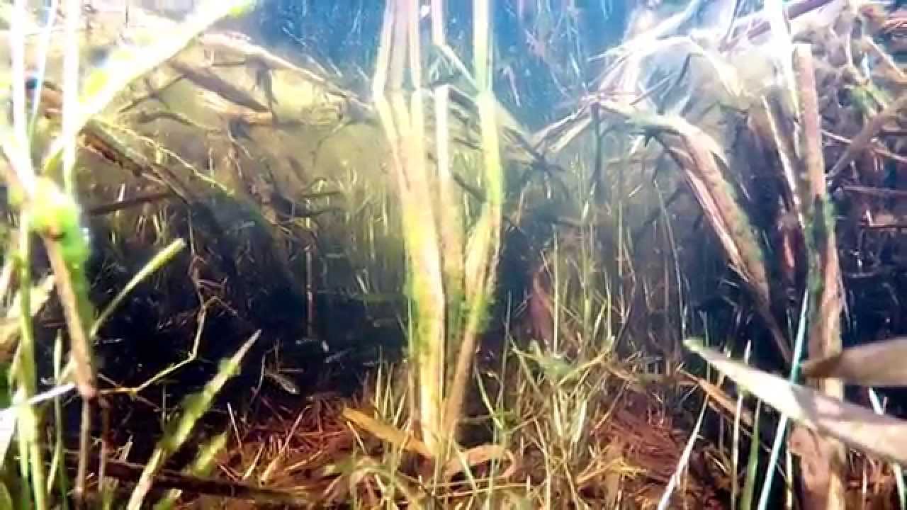 shineray jet Roadside Aquarium: Shoal of Shiners