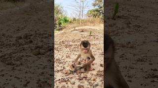 Best video Of CUTE Sokhaa And fun , ADORABLE Animal WILL MAKE YOU SMILE #shorts