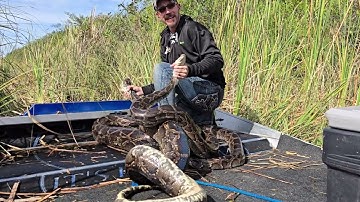 Guess who finally found a Python in the Everglades!