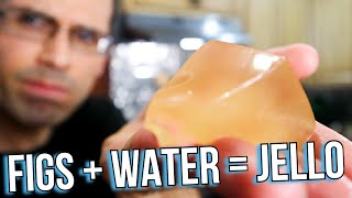 How Fig Seeds Can Be Turned Into "Jell-O"! (Creeping Fig & Ai Yu Jelly) - Weird Fruit Explorer