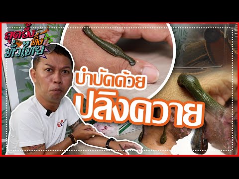 วีดีโอ: วิถีชีวิต การพัฒนา และการสืบพันธุ์ของปลิงในธรรมชาติ