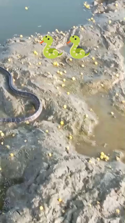 https://youtube.com/shorts/oASUqEuGGPM?si=l67dz3HtSMLrojRW