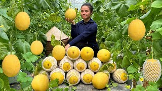 Harvesting Yellow Melons To Sell At The Market - Gardening