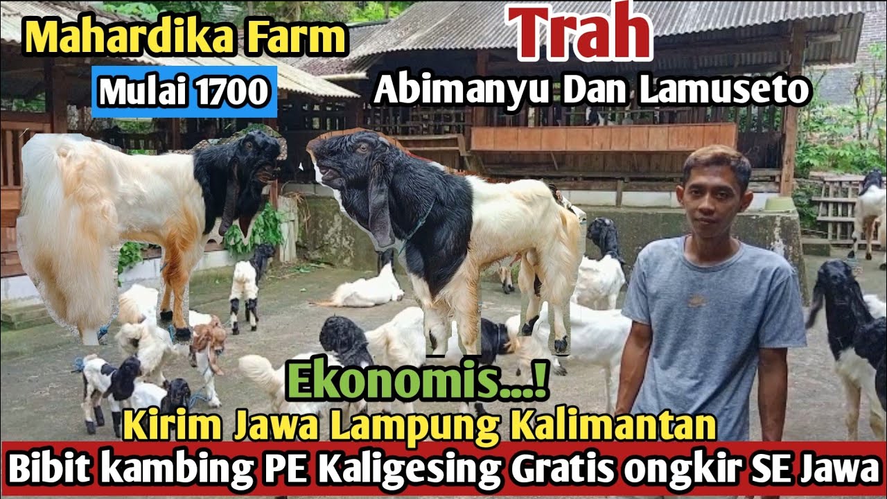 1700...!! GRATIS ONGKIR SE JAWA KAMBING PE KALIGESING #Mahardika Farm#hargakambing#kambingpe