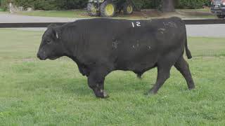 Red Oak Angus Lot 12