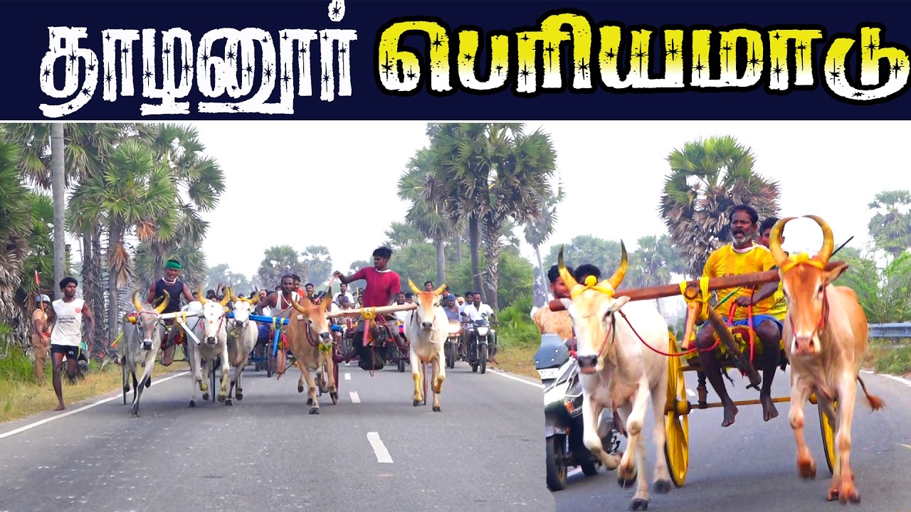 தாழனூர் பெரியமாடு 01.03.2026