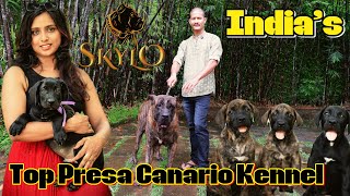 World's Top Bloodlines: Presa Canario Puppies Now in India | Skylo The Top Presa Canario Farm in...
