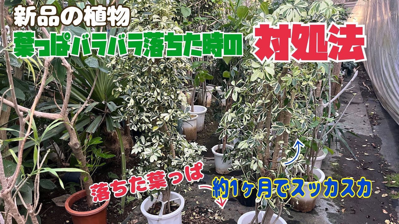 注意喚起】新品の植物購入した後、酷く葉っぱが落ちる場合。【対処法