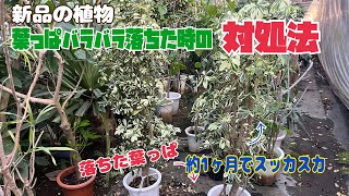 注意喚起】新品の植物購入した後、酷く葉っぱが落ちる場合。【対処法