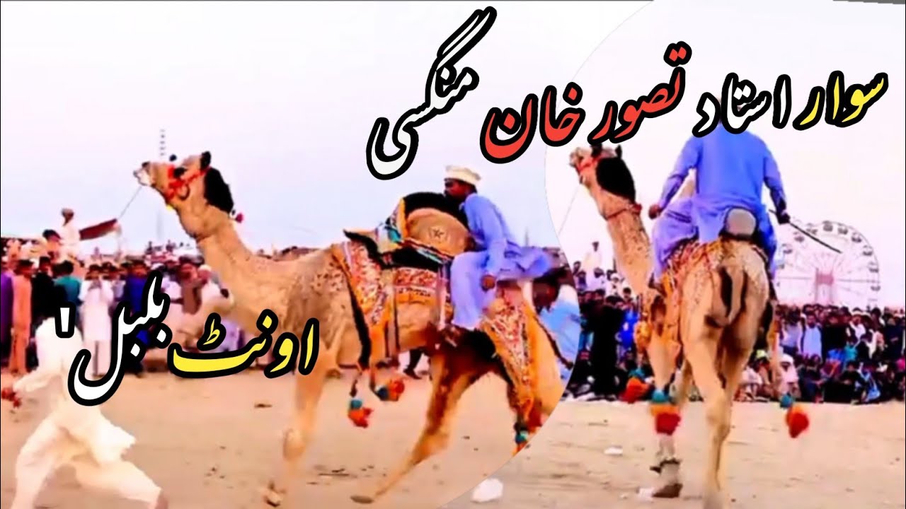 Desert Kings: The Majestic Camel Dance of Pakistan! 🐫