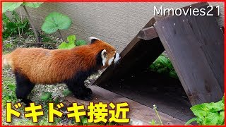 ドキドキ初めてのハウス　少しずつ距離を縮めていく レッサーパンダ 円実
