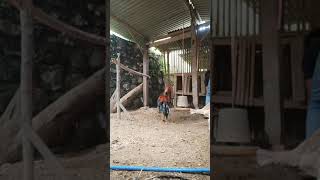 Tips Kawin Duduk Ayam Bangkok