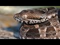 Yara - Bothrops pubescens