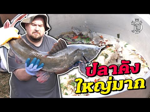 ปลาคัง ใหญ่มาก!! | Giant Redtail catfish