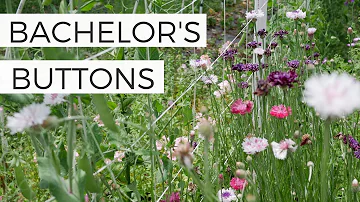 Are bachelor buttons toxic to horses?