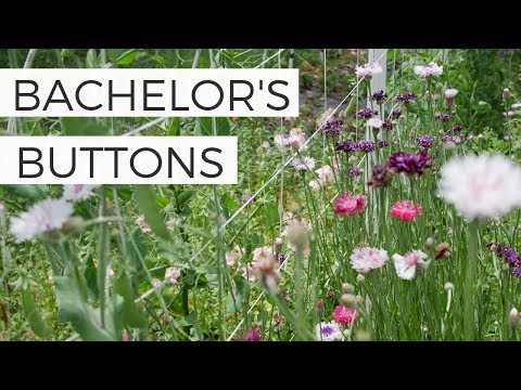 Video: Bachelor's Button Seed Formation - Starting Bachelor's Button Seeds innendørs
