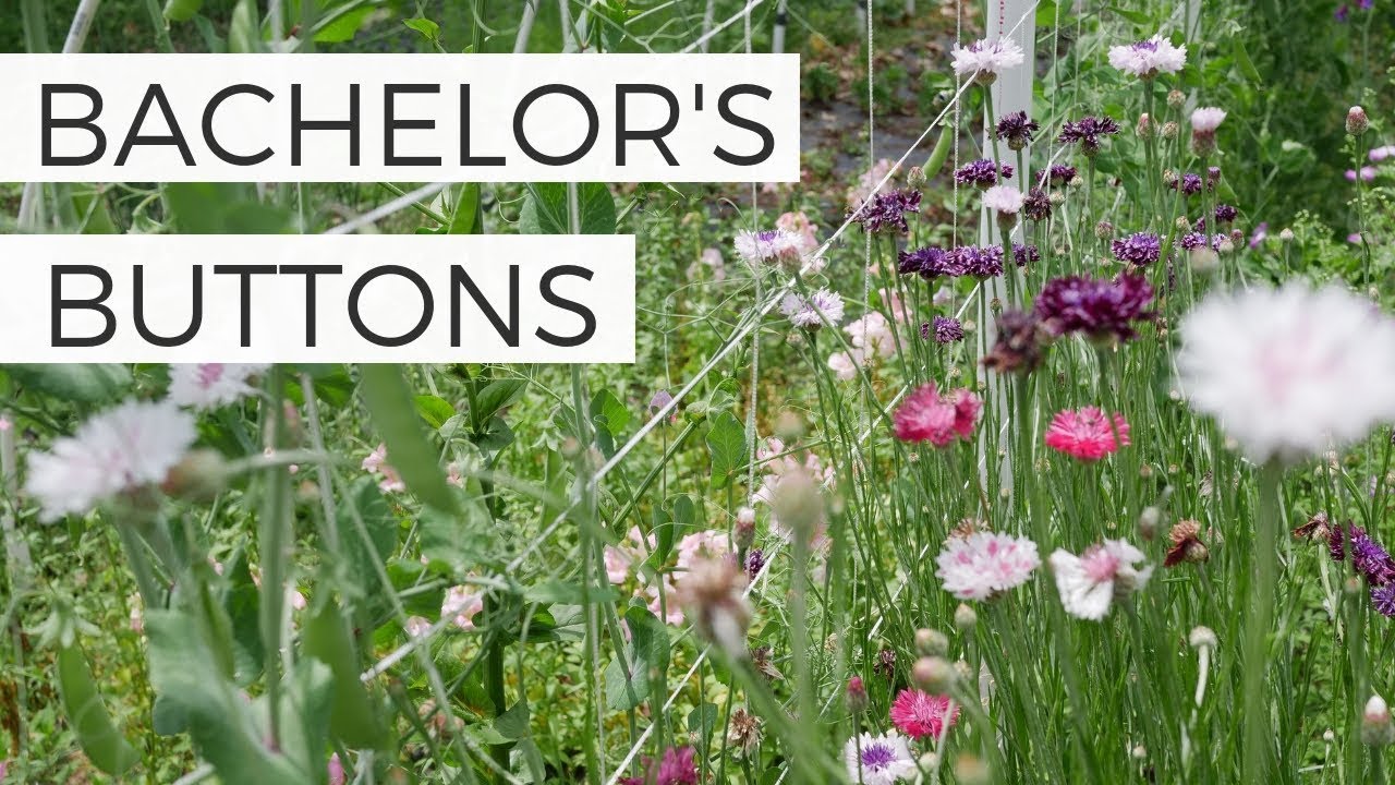 PERENNIAL BACHELOR BUTTONS IN THE GARDEN