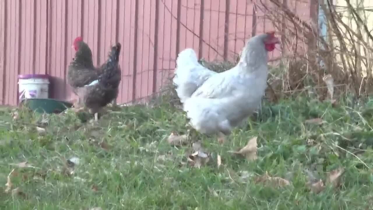 DHS: First positive human case of bird flu found in Wisconsin - YouTube