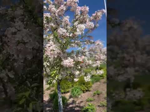 #spring #springseason #northernhemisphere