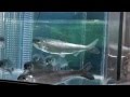 2014-05-08　富士湧水の里水族館 の動画、YouTube動画。