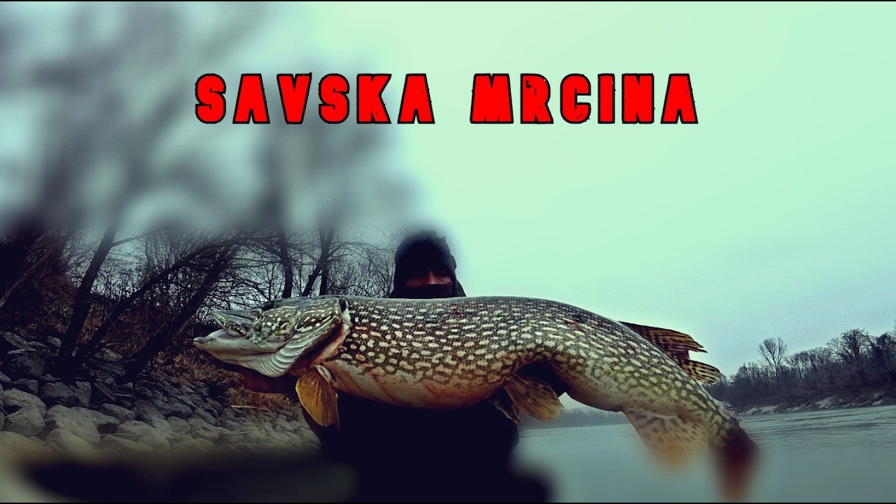 Velika Ščuka, Izgubljene ribe in Ribolov s kolegi❄️reka Sava Slovenija