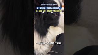 男生和女朋友談了好幾年，第一次見家長，還得跟她家狗裝不熟… #搞笑 #shots #狗狗的心思都写在脸上了 #狗狗